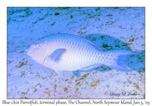 Blue-Chin Parrotfish