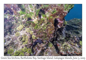 Green Sea Urchins & Panamic Fanged Blenny