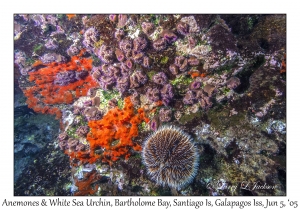 Anemones & White Sea Urchin