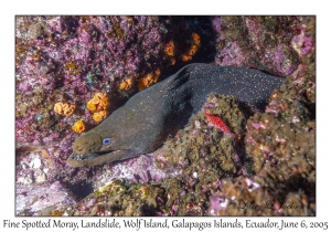 Fine Spotted Moray