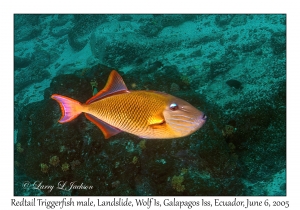 Redtail Triggerfish male