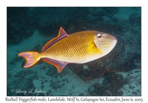 Redtail Triggerfish male