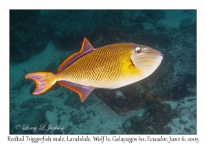 Redtail Triggerfish male