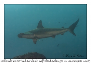 Scalloped Hammerhead