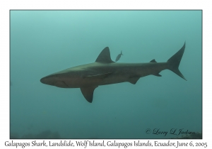 Galapagos Shark