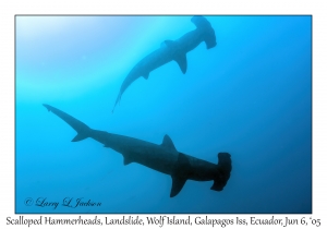 Scalloped Hammerheads