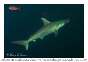 Scalloped Hammerhead