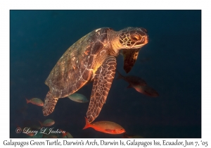 Galapagos Green Turtle