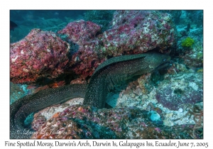 Fine Spotted Moray