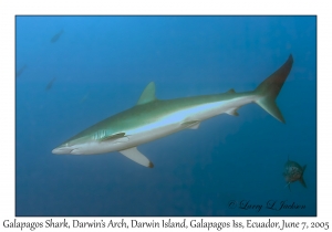 Galapagos Shark