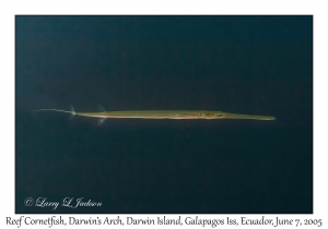 Reef Cornetfish