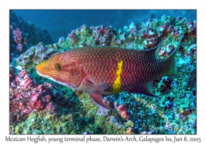 Mexican Hogfish