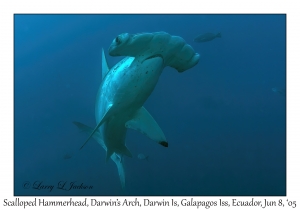 Scalloped Hammerhead