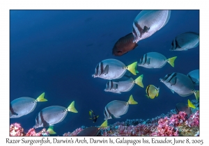 Razor Surgeonfish