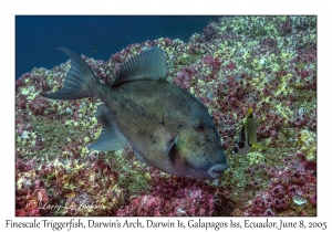 Finescale Triggerfish