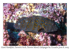 Giant Hawkfish