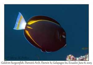 Goldrim Surgeonfish