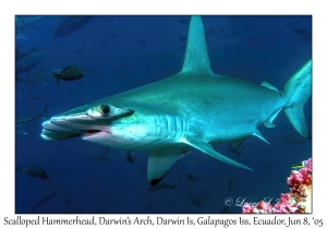 Scalloped Hammerhead