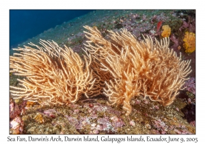 Sea Fan