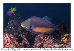 Orangeside Triggerfish