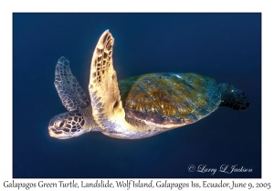 Galapagos Green Turtle