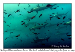 Scalloped Hammerheads