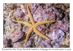 Pyramid Sea Star