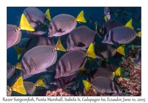 Razor Surgeonfish