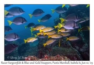 Razor Surgeonfish & Blue-and-Gold Snappers