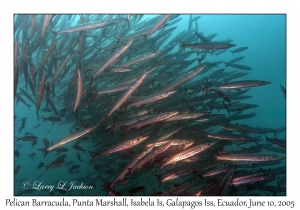 Pelican Barracudas