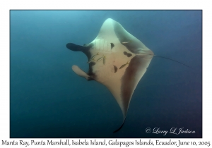 Manta Ray