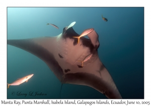 Manta Ray