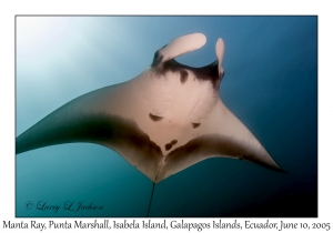 Manta Ray