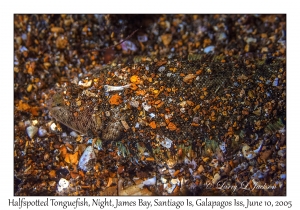 Halfspotted Tonguefish