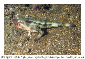 Red-lipped Batfish