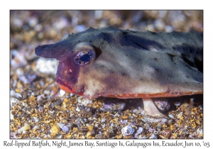 Red-lipped Batfish