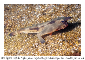 Red-lipped Batfish