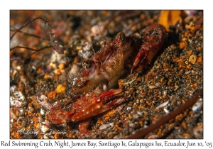 Red Swimming Crab