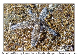 Banded Sand Star