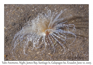 Tube Anemone