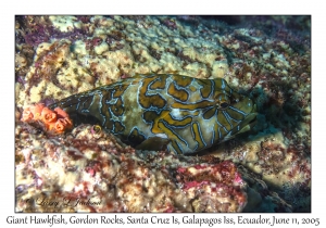 Giant Hawkfish