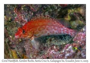 Coral Hawkfish