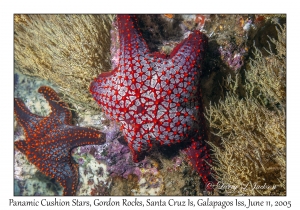 Panamic Cushion Star