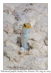 Yellowhead Jawfish