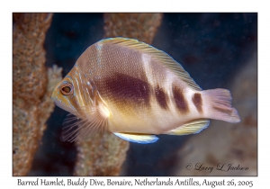 Barred Hamlet