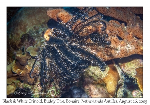 Black & White Crinoid