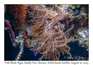 Pink Blush Algae