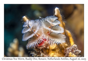 Christmas Tree Worm