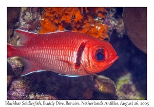 Blackbar Soldierfish