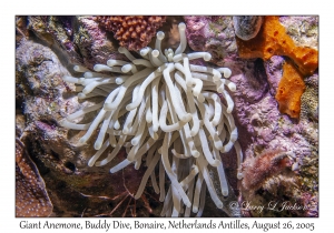 Giant Anemone